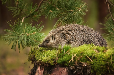 Hedgehog on stump