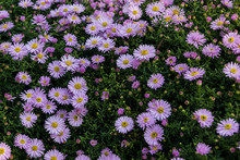 Blooming Mauve New England Aster Flowers 
