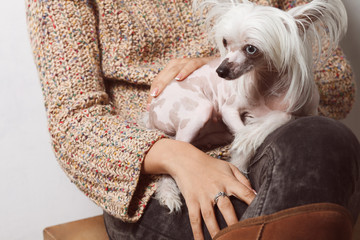 Best girlfriends concept. Small chinese crested dog with different eyes sitting on knees of young gorgeous lady wearing trendy clothes over white background. Street fashion style. Indoor shot