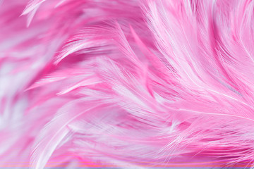 abstract chickens feather texture for background