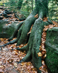 Wall Mural - Roots Over Rocks