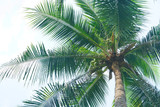 Fototapeta Do akwarium - Coconut tree and sky background