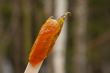 Wall Mural - Making maple candy on snow in a maple sugar camp in New Brunswick