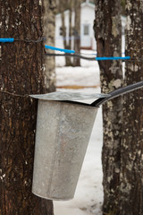 collecting maple sap in a maple sugar camp, sap taps and pipeline