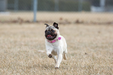 Wall Mural - Cute pug puppy running and playing in a park