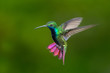 Black-throated Mango hummingbird hovering. Isolated on green background. Caribbean glittering jewel