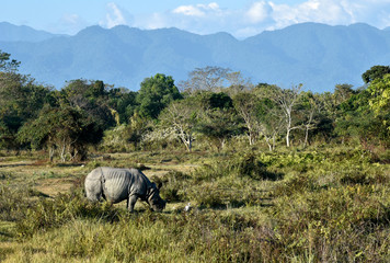 one horned rhino grazing in a park