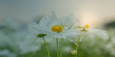 Wall Mural - White cosmos flower blooming beautifully for background