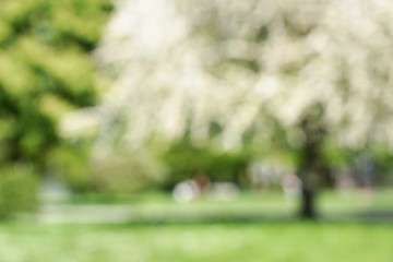 defocused park landscape with trees bokeh background                             