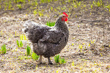 Gray Spotted Chicken In A Garden Of  Farm In Sunny Weather_