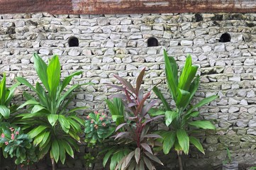 Wall Mural - Green tropical plants and a brick wall background (Ari Atoll, Maldives)