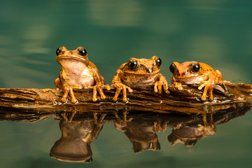 Canvas Print - Three Peacock tree frogs (Leptopelis vermiculatus) also known as Amani forest treefrog, or vermiculated tree trog, are species of frog found in forest areas in Tanzania.