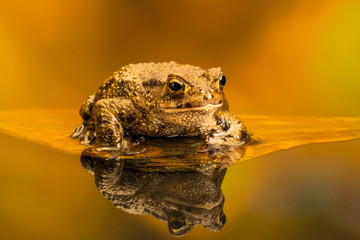 Wall Mural - Common toad (Bufo Bufo) also known as European toad is an amphibian found in Europe, western part of North Asia and Northwest Africa.