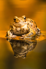 Wall Mural - Common toad (Bufo Bufo) also known as European toad is an amphibian found in Europe, western part of North Asia and Northwest Africa.