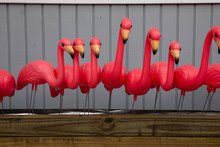 Pink Plastic Flamingos In A Row
