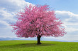 Flowering tree of Japanese sakura in spring. One tree on green meadow. Single or isolated cherry tree on the horizon. Landscape, scenery or countryside in spring time with green grass .