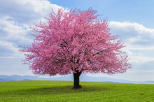 Flowering Tree Of Japanese Sakura In Spring. One Tree On Green Meadow. Single Or Isolated Cherry Tree On The Horizon. Landscape, Scenery Or Countryside In Spring Time With Green Grass .