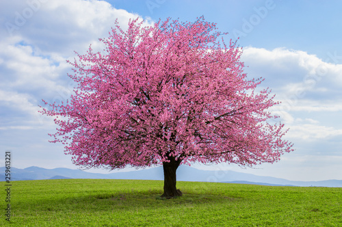 Cuadros en Lienzo Flowering tree of Japanese sakura in spring