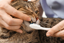 Woman Cleaning Cat's Teeth With Toothbrush, Closeup