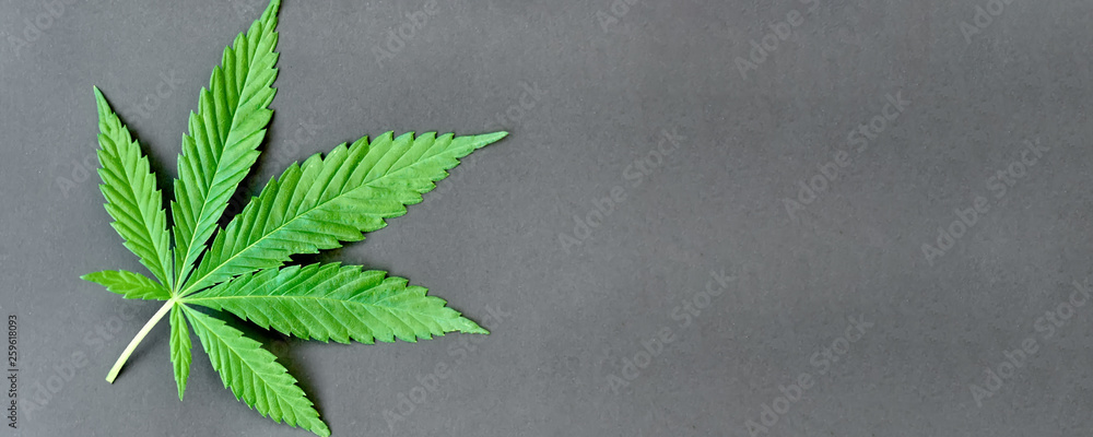 Green leaf of hemp on a dark background. Young cannabis plant. Northern light strain. Drug indica with CBD. Legal cultivation of marijuana at home - obrazy, fototapety, plakaty 
