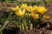 Yellow Crocus Flowers In The Garden