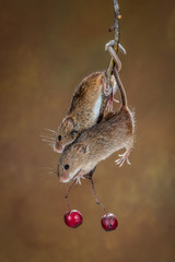 Poster - A pair of harvest mice jostle on a branch for position to get the red berries