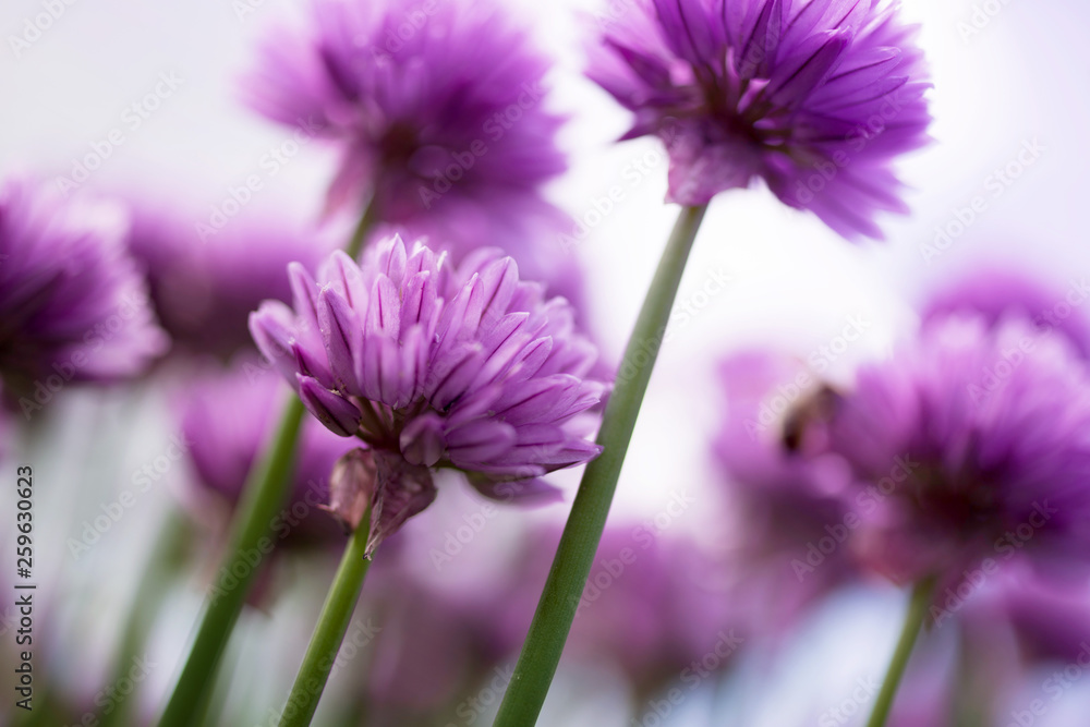 Purple flowers of wild onions in the garden close-up, soft focus - obrazy, fototapety, plakaty 