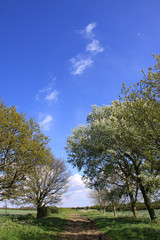 Rural footpath running between two rows of trees on a sunny day with light clouds in Witcham Cambridgeshire UK