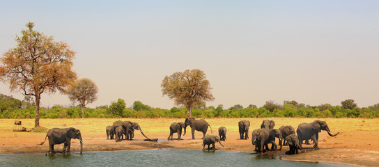 Wall Mural - Large herd of elephants at a waterhole in Hwange National Park, Zimbabwe