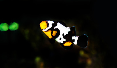 Wall Mural - Black Ice Snowflake Ocellaris Clownfish - Amphiprion ocellaris