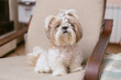 Cute little dog shih tzu sits at home on the couch