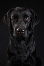 Cute Black Dog Looking At Camera On Black Background