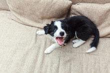 Funny Portrait Of Cute Smilling Puppy Dog Border Collie On Couch. New Lovely Member Of Family Little Dog At Home Barking And Waiting. Pet Care And Animals Concept