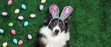 Fototapeta Zwierzęta - Happy dog with bunny ears surrounded by Easter eggs
