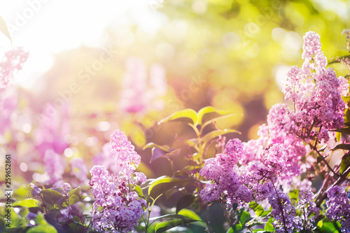 Purple lilac flowers in spring sunshine