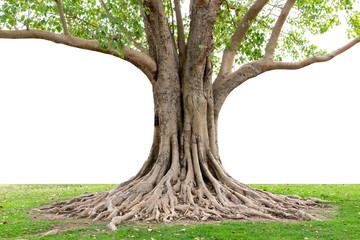 Trunk and big tree roots spreading out beautiful in the tropics. The concept of care and environmental protection.