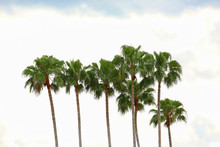 A Line Of Tall Mexican Fan Palm Also Known As The Washingtonia Robusta.