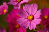 Fototapeta Kosmos - ピンクと白のコスモスのお花畑