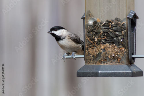 Chickadee On A Bird Feeder Buy This Stock Photo And Explore