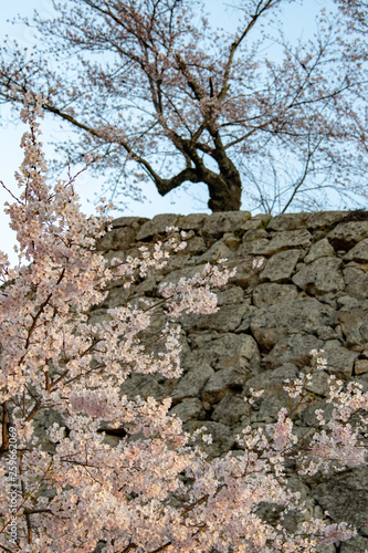 桜の花と石垣がいい感じ 朝日の逆光で輝く花 Stock Photo Adobe Stock 桜の花と石垣がいい感じ 朝日の逆光で輝く花 Stock Photo Adobe Stock