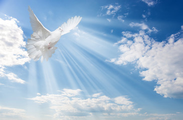 White dove against blue sky with white clouds