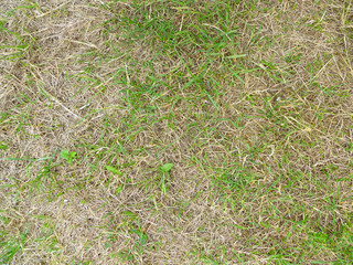 Damaged lawn with bare spots. Patchy grass, lawn in bad condition. Burnt grass after moss attack during cold winter. 