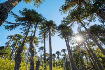 Araucaria