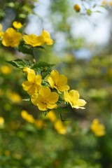 Wall Mural - Japanese kerria (Kerria japonica)