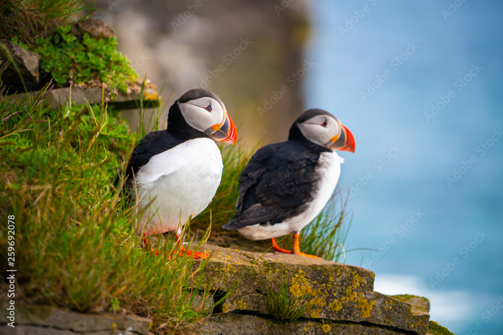 Atlantic puffin also know as common puffin is a species of seabird in the auk family. Iceland, Norway, Faroe Islands, Newfoundland and Labrador in Canada are known to be large colony of this puffin. - obrazy, fototapety, plakaty 