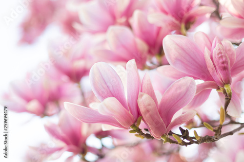 Plakat Magnolia  wiosna-tle-kwiatow-z-kwiatami-magnolii