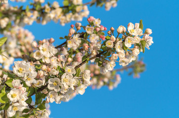 Fotomurales - Spring blossoms of blooming apple tree in springtime.