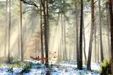Fototapeta Na ścianę - Wschodzące słońce w zimowym, leśnym krajobrazie