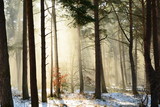 Fototapeta Fototapety na ścianę - Wschodzące słońce w zimowym, leśnym krajobrazie