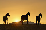 Fototapeta Konie - Horse trio waiting for sunset